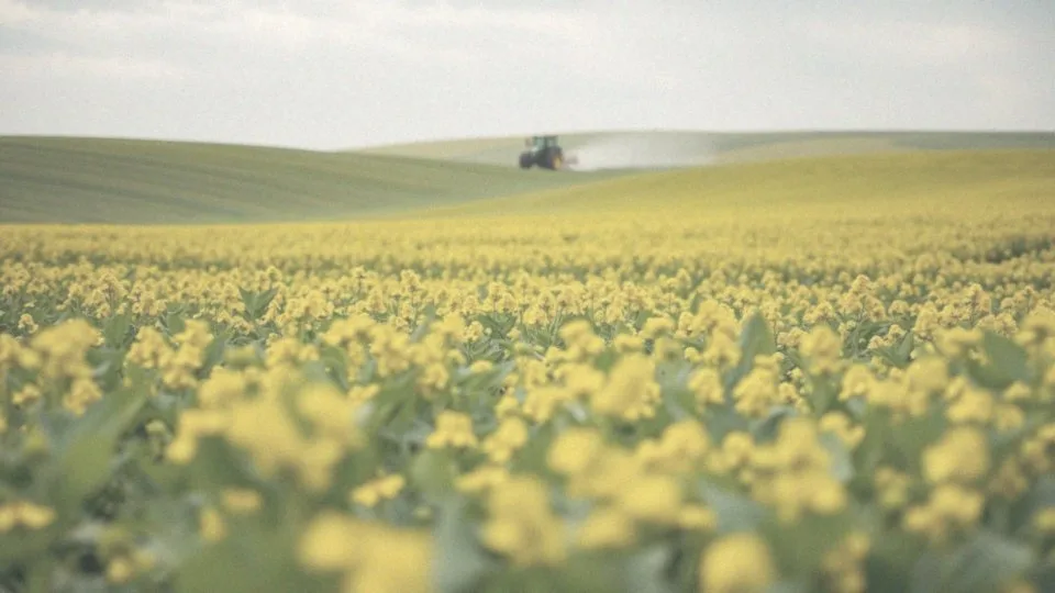 Jakie chwasty można zwalczać opryskiem na rzepak?