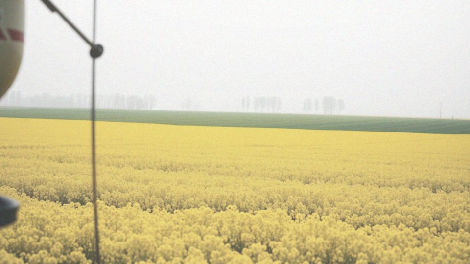Jakie regulatory wzrostu można zastosować na rzepak jesienią?