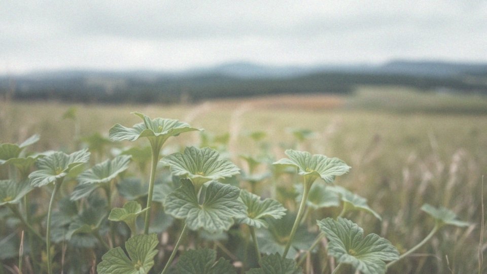 Gotu kola i żylaki – jak ta roślina wspiera zdrowie naczyń krwionośnych?